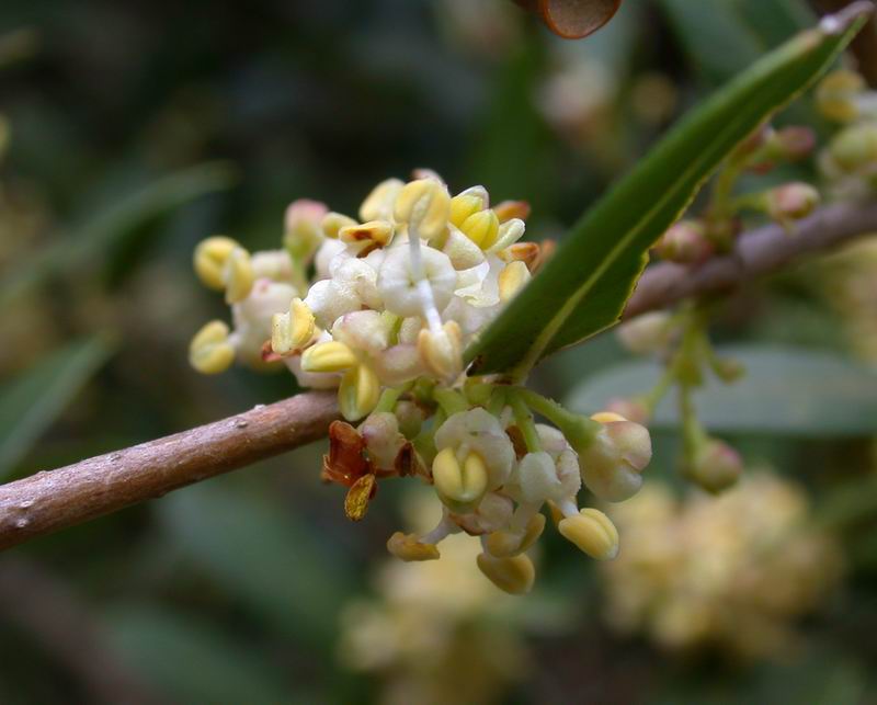 Phillyrea angustifolia